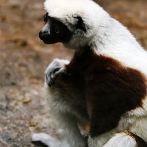 Coquerel's Sifaka
