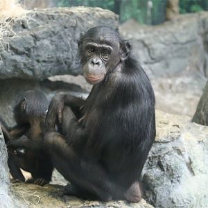 Bonobo with Baby, June 2015