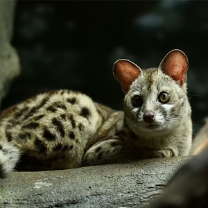 Cape Genet (Genetta tigrina)