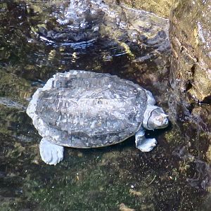 Red-Crowned Roofed Turtle (Batagur kachuga)