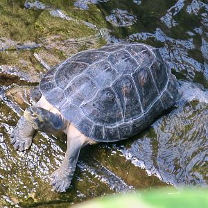 Giant Asian Pond Turtle (Heosemys grandis)