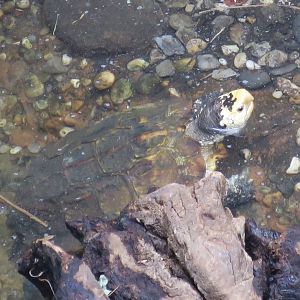 Sulawesi Forest Turtle (Leucocephalon yuwonoi)