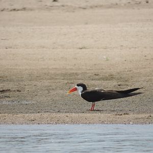 afrikan skimmer selous 2016