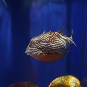 Striped cowfish (Aracana aurita)