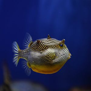 Ornate cowfish (Aracana ornata) female