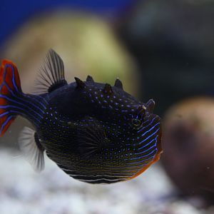 Ornate cowfish (Aracana ornata) male