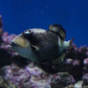 Titan triggerfish (Balistoides viridescens)