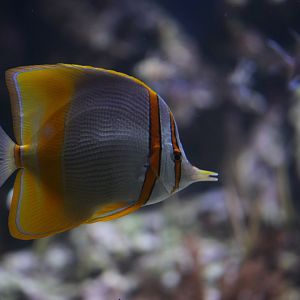 Margined coralfish/butterflyfish (Chelmon marginalis)
