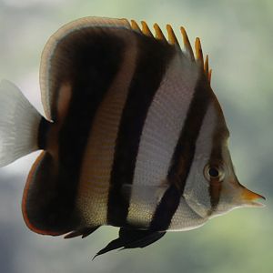 Blackfin coralfish/butterflyfish (Chelmon muelleri)