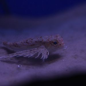 Oriental flying gurnard (Dactyloptena orientalis) possibly?