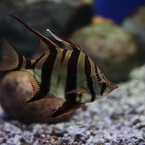 Old wife (Enoplosus armatus)