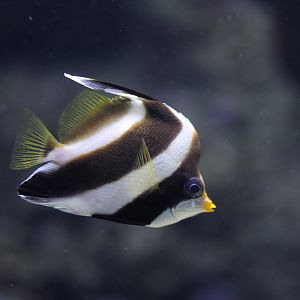 Threeband bannerfish (Heniochus chrysostomus)