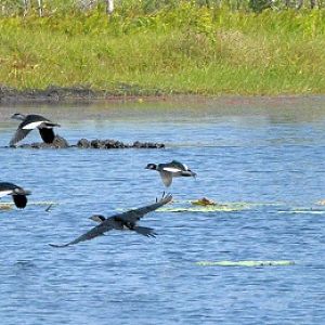 Small flock of green pygmy- geese + cormorant