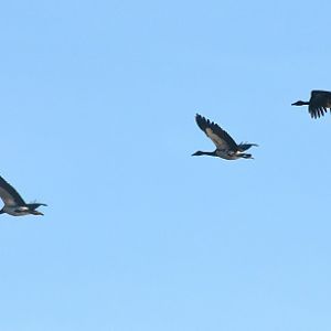 Magpie geese