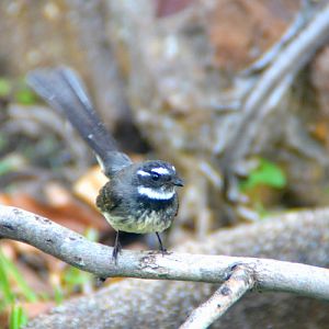 Grey fantail