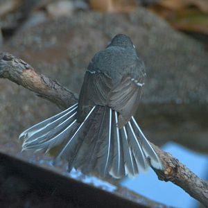 Grey fantail