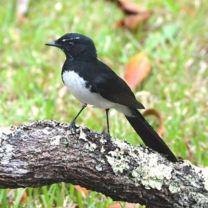 Willie wagtail