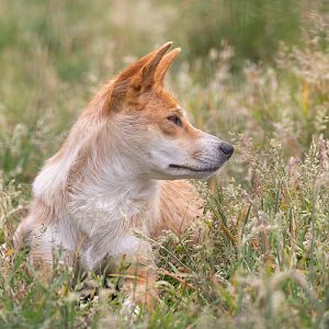 Dingo : Hamerton : 15 Jun 2020