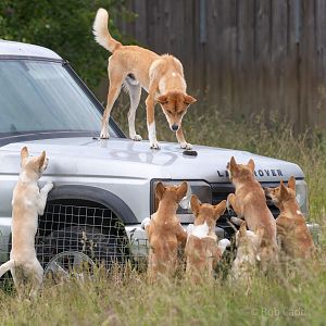 Dingo : Hamerton : 15 Jun 2020