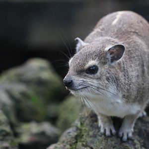 Rock hyrax