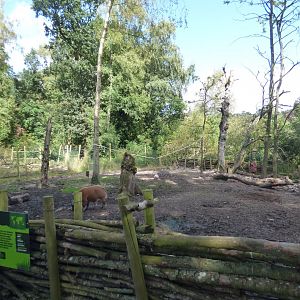Red River Hog enclosure