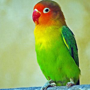 Fischer's lovebird
