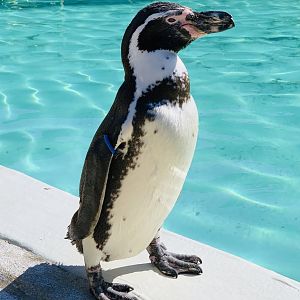 Cotswold Wildlife Park - 22nd March 2020 (pre-lockdown)