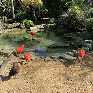 Cotswold Wildlife Park - 22nd March 2020 (pre-lockdown)