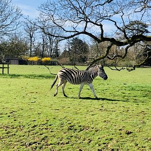 Cotswold Wildlife Park - 22nd March 2020 (pre-lockdown)