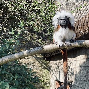 Cotswold Wildlife Park - 22nd March 2020 (pre-lockdown)