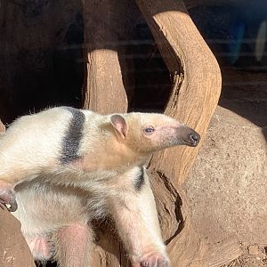 Cotswold Wildlife Park - 22nd March 2020 (pre-lockdown)