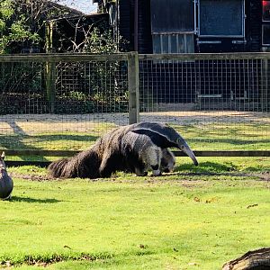 Cotswold Wildlife Park - 22nd March 2020 (pre-lockdown)