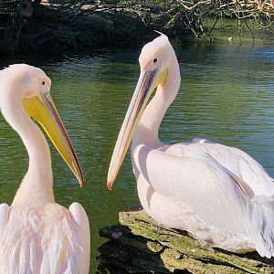 Cotswold Wildlife Park - 22nd March 2020 (pre-lockdown)