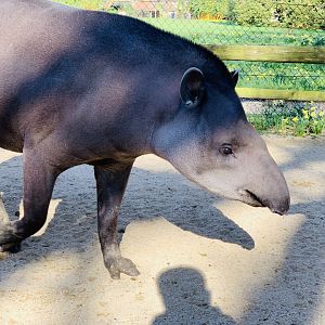 Cotswold Wildlife Park - 22nd March 2020 (pre-lockdown)