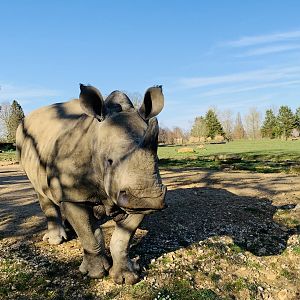 Cotswold Wildlife Park - 22nd March 2020 (pre-lockdown)