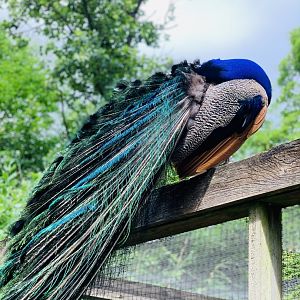 Dudley Zoo - 16th June 2020 (Covid-Secure Zoo)