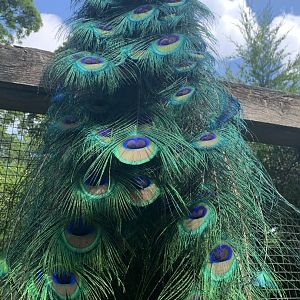 Dudley Zoo - 16th June 2020 (Covid-Secure Zoo)