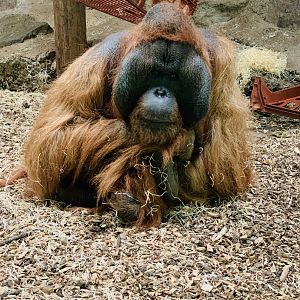 Dudley Zoo - 16th June 2020 (Covid-Secure Zoo)