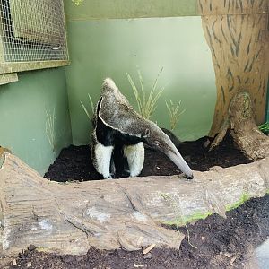 Dudley Zoo - 16th June 2020 (Covid-Secure Zoo)