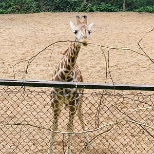 Dudley Zoo - 16th June 2020 (Covid-Secure Zoo)