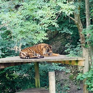 Dudley Zoo - 16th June 2020 (Covid-Secure Zoo)