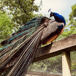 Dudley Zoo - 16th June 2020 (Covid-Secure Zoo)