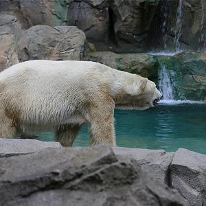 Polar Bear