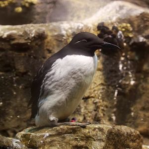 Common Murre, June 2015