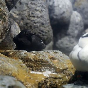 Pigeon Guillemot and Smew
