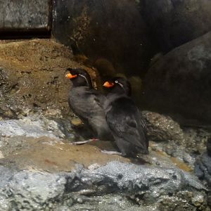 Crested Auklet (Aethia cristatella), June 2015