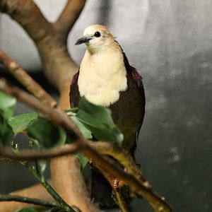 White-throated Ground Dove, June 2015