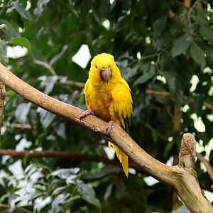 Golden Conure, June 2015