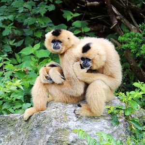 Yellow-cheeked Gibbon