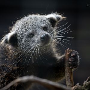Binturong (Javan binturong) : Hamerton : 15 Jun 2020